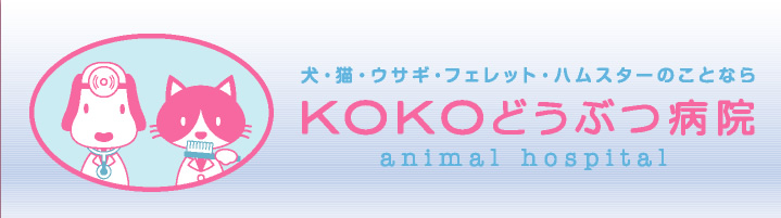 犬・猫・ウサギ・フェレット・ハムスターのことならKOKOどうぶつ病院